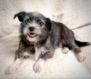Julia -  Wirehaired Terrier Dog for Adoption in Lucas, Texas - Julia | PetCurious