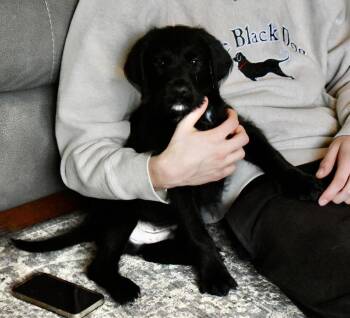 Labrador Retriever and Poodle Dogs Available for Adoption - Cooper | PetCurious