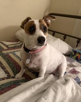 Ellie -  Jack Russell Terrier Dog for Adoption in Columbia, Tennessee - Ellie | PetCurious