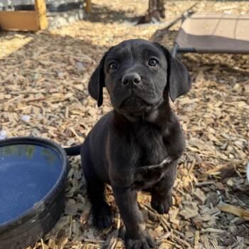 728 (2026) Nyx -  Cane Corso Dog for Adoption in Parker, Colorado - 728 (2026) Nyx | PetCurious