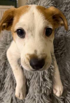 Labrador Retriever and Terrier Dogs Available for Adoption in San Diego, California - Bass | PetCurious