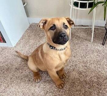 Labrador Retriever and Shepherd Dogs Available for Adoption - **TINY TIM** | PetCurious