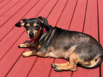 Ellie -  Miniature Pinscher Dog for Adoption in Long Beach, Washington - Ellie | PetCurious