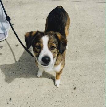 Corgi and Australian Cattle Dog Blue Heeler Dogs Available for Adoption in Indianapolis, Indiana - Peanut | PetCurious
