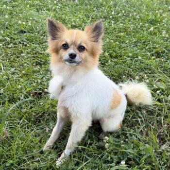Honeycomb -  Mixed Breed Dog for Adoption in Toms River, New Jersey - Honeycomb | PetCurious
