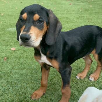 Tucker- Costa Mesa Location*Available 6/6* -  Basset Hound and Mixed Breed Dog for Adoption in Chino Hills, California - Tucker- Costa Mesa Location*Available 6/6* | PetCurious