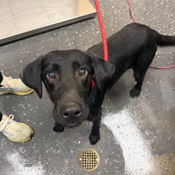 Tyson -  Mixed Breed Dog for Adoption in Columbiana, Alabama - Tyson | PetCurious