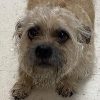 Chappie -  Terrier Dog for Adoption in Green Forest, Arkansas - Chappie | PetCurious