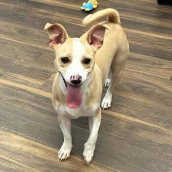 Pinky -  Mixed Breed Dog for Adoption in Jeffersonville, Indiana - Pinky | PetCurious