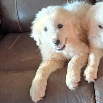 PEARL (GPP3) -  Great Pyrenees Dog for Adoption in Stuart, Virginia - PEARL (GPP3) | PetCurious