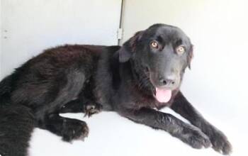 A658173 -  Chow Chow and Labrador Retriever Dog for Adoption in Houston, Texas - A658173 | PetCurious