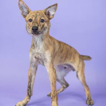 Schnitzel -  Mixed Breed Dog for Adoption in Portland, Oregon - Schnitzel | PetCurious