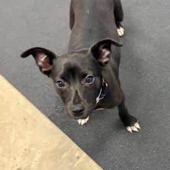 Mixed Breed Dogs Available for Adoption in New York, New York - Piranha | PetCurious