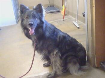 German Shepherd Dog and Australian Cattle Dog Blue Heeler Dogs Available for Adoption in Sacramento, California - BEAR | PetCurious