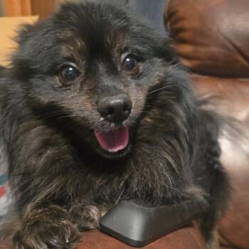 Pomeranian and Mixed Breed Dogs Available for Adoption in Fredericksburg, Virginia - Misterstingy Beekeeper | PetCurious