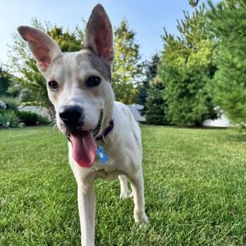 Rescue Shepherd and Mixed Breed Dogs for Adoption in Campton Hills, Illinois - Cher | PetCurious