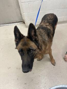 German Shepherd Dog Dogs Available for Adoption in Marietta, Georgia - Holly(806) | PetCurious