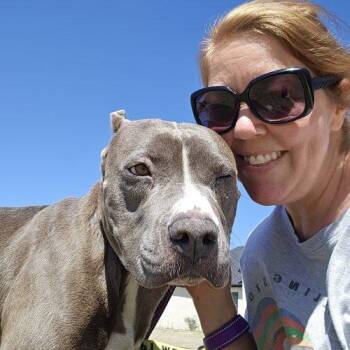 Plum -  Bull Terrier Dog Available for Adoption in Waxahachie, Texas - Plum | PetCurious