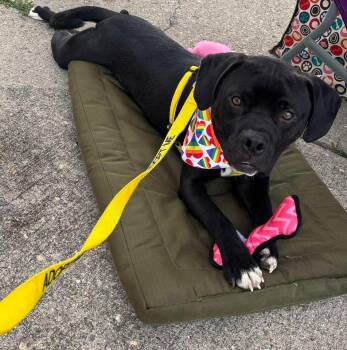 Martin -  Pit Bull Terrier and Mixed Breed Dog for Adoption in Charlotte, Michigan - Martin | PetCurious