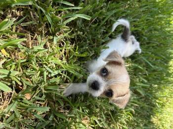 Bitsy -  Shih Tzu and Jack Russell Terrier Dog for Adoption in Garland, Texas - Bitsy | PetCurious