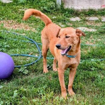 Penne -  Labrador Retriever Dog for Adoption in San Antonio, Texas - Penne | PetCurious