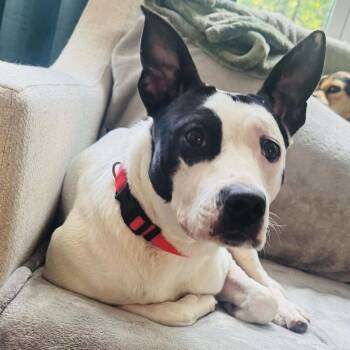 Roxy -  Mixed Breed Dog for Adoption in Cleveland, Tennessee - Roxy | PetCurious