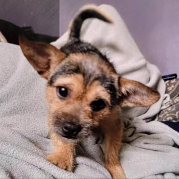 Yorkshire Terrier Dogs Available for Adoption - Jacob | PetCurious