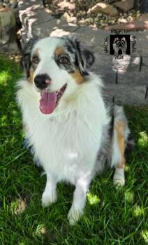Australian Shepherd Dogs Available for Adoption in Omaha, Nebraska - River Phoenix | PetCurious