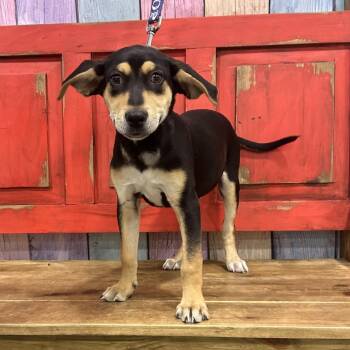 Labrador Retriever Dogs Available for Adoption in Midland, Texas - FWT Peanut | PetCurious
