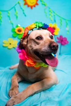 Yellow Labrador Retriever Dogs Available for Adoption in Manhasset, New York - Nellie | PetCurious