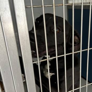 Black Labrador Retriever Dogs Available for Adoption in Greenville, South Carolina - Vinny | PetCurious