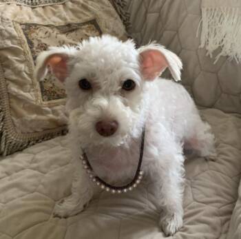 Rescue Miniature Poodle Dogs for Adoption in The Woodlands, Texas - Raleigh | PetCurious