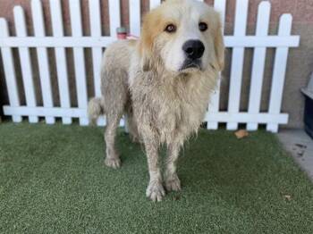 A613542 -  Great Pyrenees and Mixed Breed Dog for Adoption in Modesto, California - A613542 | PetCurious