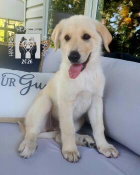 Paloma -  Anatolian Shepherd Dog for Adoption in Omaha, Nebraska - Paloma | PetCurious