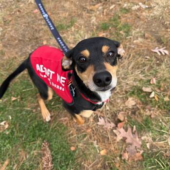 Rescue Retriever Dogs for Adoption in New York, New York - Bryan | PetCurious