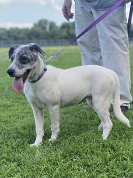 LIBERTY -  Catahoula Leopard Dog Dog for Adoption in Chicopee, Massachusetts - LIBERTY | PetCurious