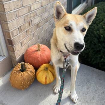 Monopoly -  Mixed Breed Dog for Adoption in Buffalo, Minnesota - Monopoly | PetCurious