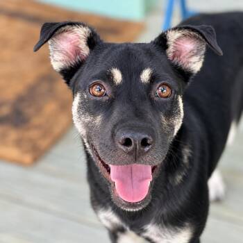 Scarlett -  German Shepherd Dog Dog for Adoption in Houston, Texas - Scarlett | PetCurious
