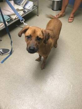 Rocco -  Australian Shepherd and Labrador Retriever Dog for Adoption in Palm Coast, Florida - Rocco | PetCurious