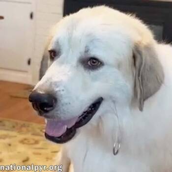Bear in SC - A Jolly, Goofy Boy -  Great Pyrenees Dog for Adoption in Beacon, New York - Bear In SC - A Jolly, Goofy Boy | PetCurious