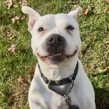Rescue American Bulldog and Boxer Dogs for Adoption in Florence, Kentucky - Scrappy | PetCurious