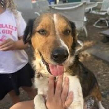 Bailey -  Brittany Spaniel Dog for Adoption in Phoenix, Arizona - Bailey | PetCurious