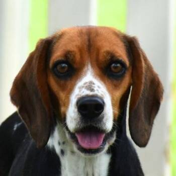 Rescue Beagle Dogs for Adoption in Auburn, Nebraska - Darcie | PetCurious