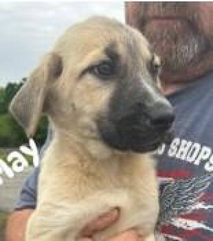 Anatolian Shepherd and Mixed Breed Dogs Available for Adoption in Kansas City, Missouri - Lemay | PetCurious