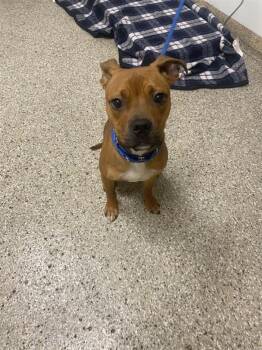 Howdy -  Staffordshire Bull Terrier and Labrador Retriever Dog for Adoption in Vancouver, Washington - Howdy | PetCurious