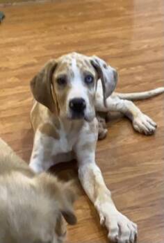 Dane Dawgs : Quinn -  Great Dane Dog for Adoption in Aurora, Indiana - Dane Dawgs : Quinn | PetCurious