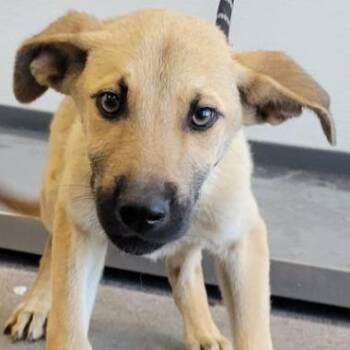Cera -  Mixed Breed Dog for Adoption in Las Cruces, New Mexico - Cera | PetCurious