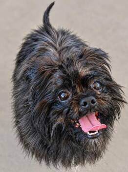 Jet -  Shih Tzu and Mixed Breed Dog for Adoption in New Orleans, Louisiana - Jet | PetCurious