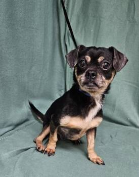 Chihuahua and Mixed Breed Dogs Available for Adoption - Victor | PetCurious