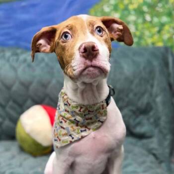 Cyrus -  Mixed Breed Dog for Adoption in New Smyrna Beach, Florida - Cyrus | PetCurious